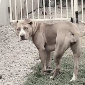 Meet your Posher, Beau